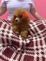 Lea, a female Poodle - Miniature  for sale in Buckeye, AZ – 3 of 3