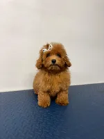 Bella, a female Poodle - Miniature  for sale in Buckeye, AZ – 3 of 4