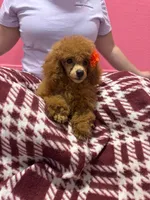 Lea, a female Poodle - Miniature  for sale in Buckeye, AZ – 2 of 3