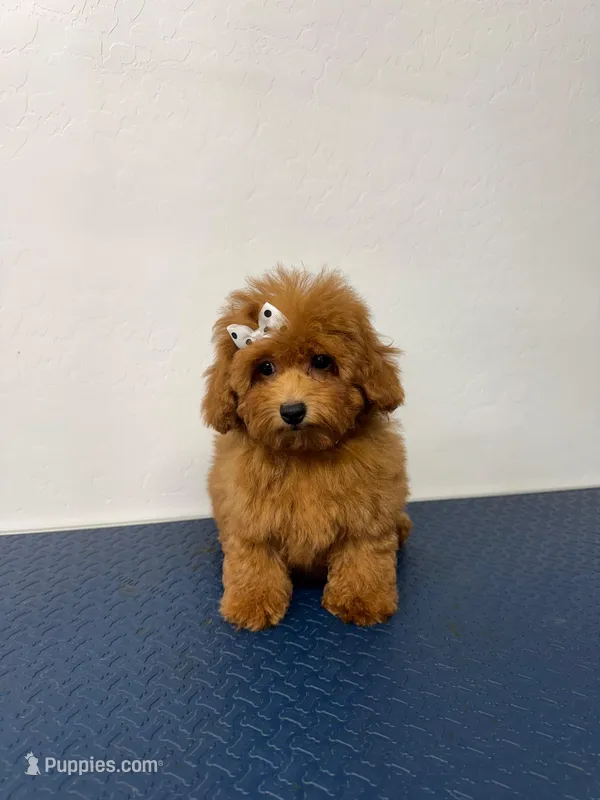 Bella – Poodle - Miniature  puppy for sale in Buckeye, AZ