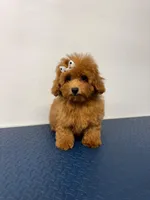 Bella, a female Poodle - Miniature  for sale in Buckeye, AZ – 2 of 4