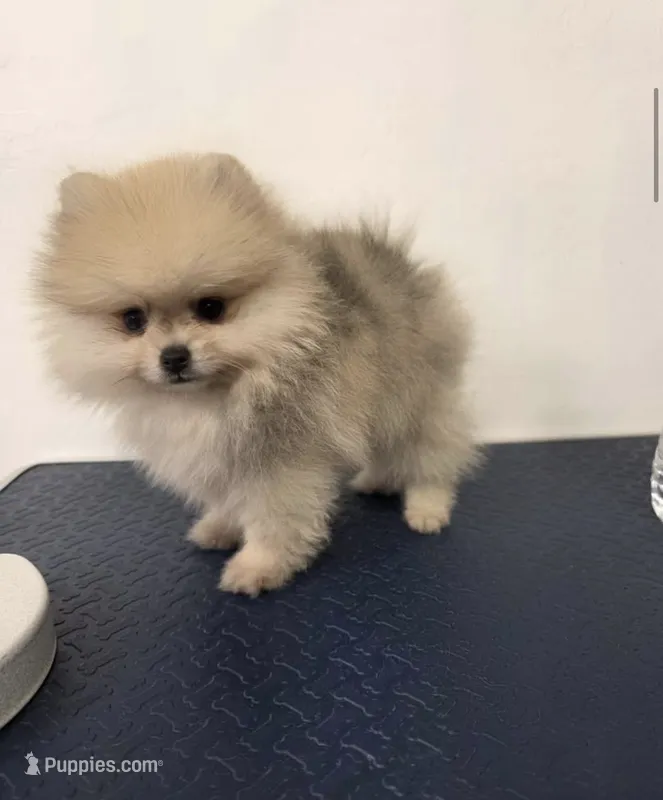 Max – Pomeranian puppy for sale in Buckeye, AZ