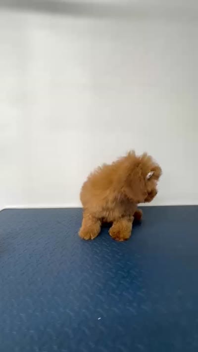 Bella, a female Poodle - Miniature  for sale in Buckeye, AZ – 4 of 4