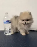 Max, a male Pomeranian for sale in Buckeye, AZ – 3 of 3