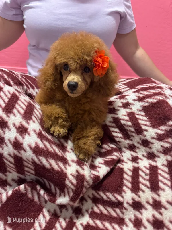 Lea – Poodle - Miniature  puppy for sale in Buckeye, AZ