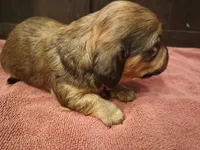 Brindle , a female Miniature Dachshund for sale in Mount Airy, NC – Photo 2 of 2