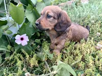 Lola, a female Miniature Dachshund for sale in Mount Airy, NC – Photo 3 of 7