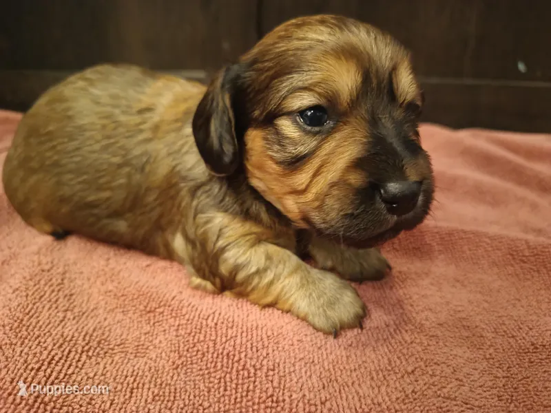 Brindle  – Miniature Dachshund puppy for sale in Mount Airy, NC