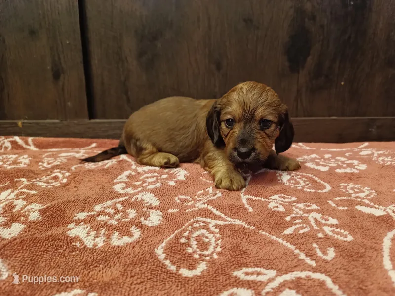Brindle  – Miniature Dachshund puppy for sale in Mount Airy, NC