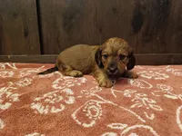 Long hair girl , a female Miniature Dachshund for sale in Mount Airy, NC – Photo 3 of 9