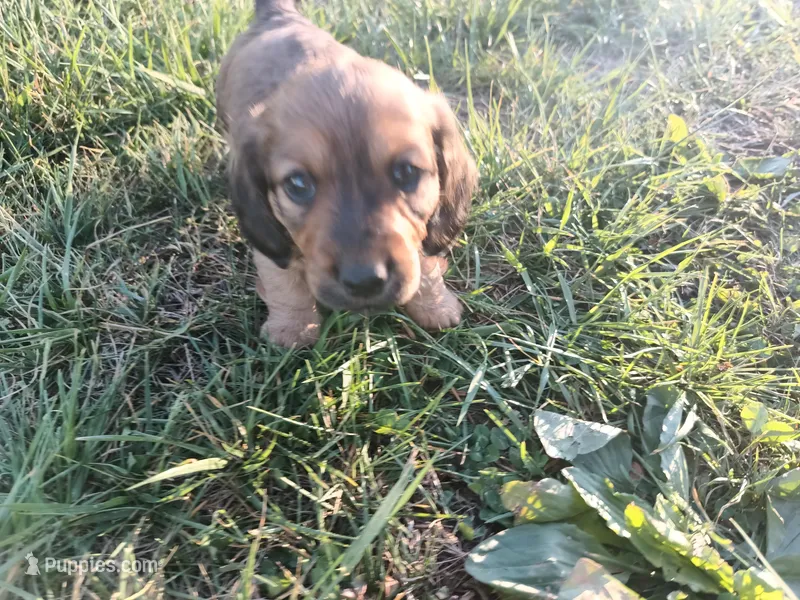 Brindle  – Miniature Dachshund puppy for sale in Mount Airy, NC