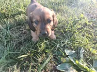 Long hair girl , a female Miniature Dachshund for sale in Mount Airy, NC – Photo 1 of 9