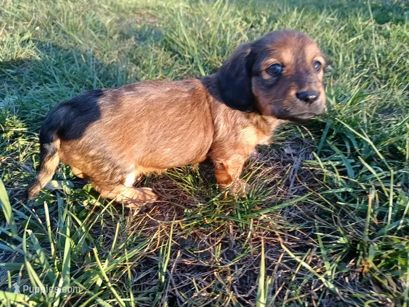 Long hair girl  – Miniature Dachshund puppy for sale in Mount Airy, NC