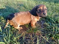 Long hair girl , a female Miniature Dachshund for sale in Mount Airy, NC – Photo 9 of 9