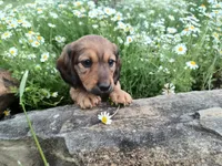 Lola, a female Miniature Dachshund for sale in Mount Airy, NC – Photo 5 of 7