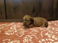 Long hair girl , a female Miniature Dachshund for sale in Mount Airy, NC – Photo 8 of 9