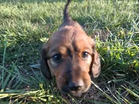 Long hair girl , a female Miniature Dachshund for sale in Mount Airy, NC – Photo 2 of 9
