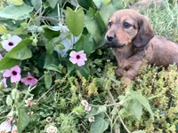 Lola, a female Miniature Dachshund for sale in Mount Airy, NC – Photo 6 of 7