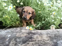 Lola, a female Miniature Dachshund for sale in Mount Airy, NC – Photo 2 of 7