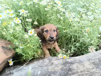 Lola, a female Miniature Dachshund for sale in Mount Airy, NC – Photo 1 of 7