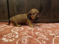 Long hair girl , a female Miniature Dachshund for sale in Mount Airy, NC – Photo 4 of 9