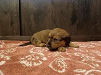 Long hair girl , a female Miniature Dachshund for sale in Mount Airy, NC – Photo 7 of 9