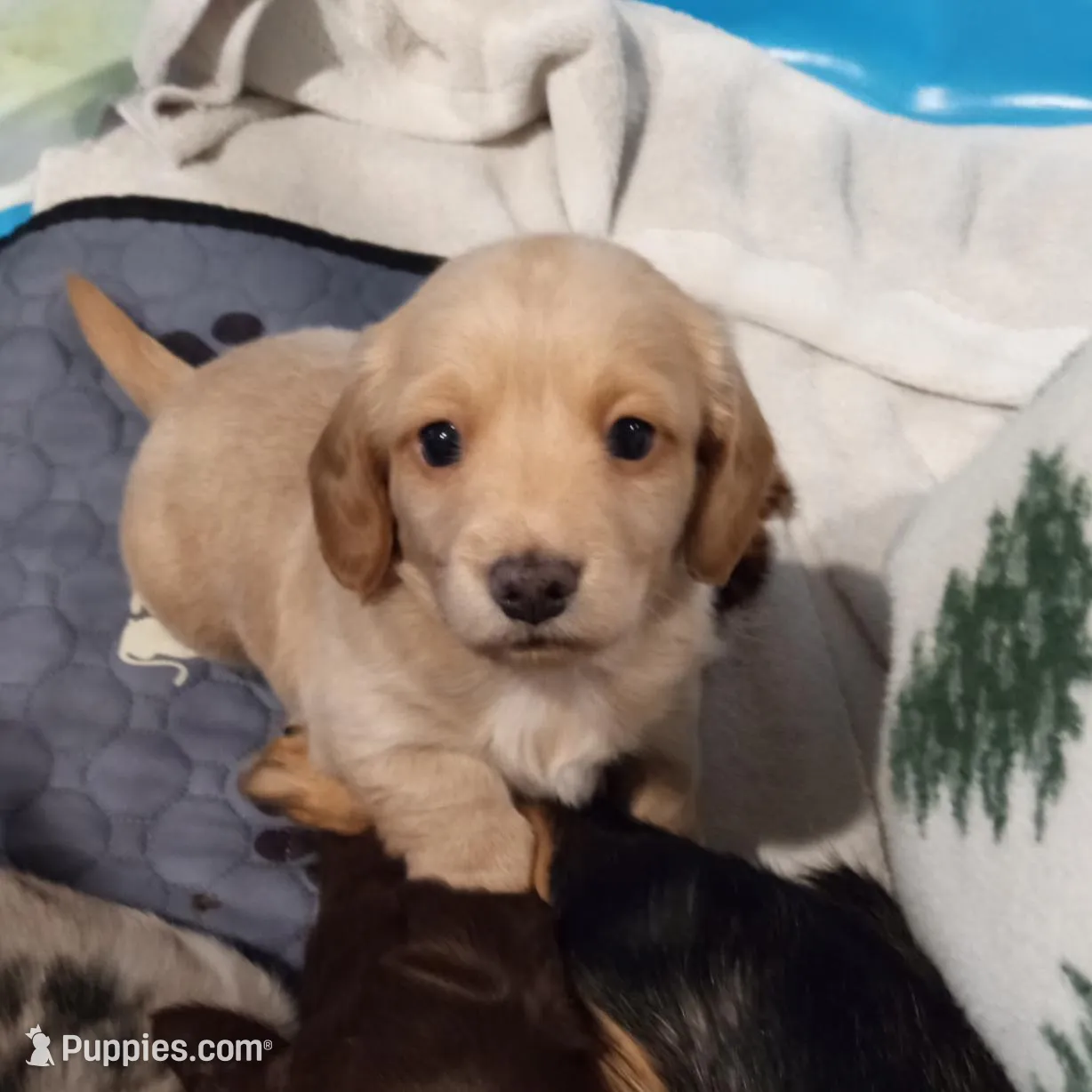 Cream  – Miniature Dachshund puppy for sale in Mount Airy, NC