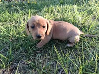 Short hair girl, a female Miniature Dachshund for sale in Mount Airy, NC – Photo 2 of 10