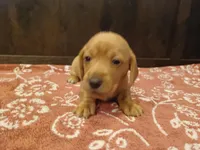 Short hair girl, a female Miniature Dachshund for sale in Mount Airy, NC – Photo 6 of 10