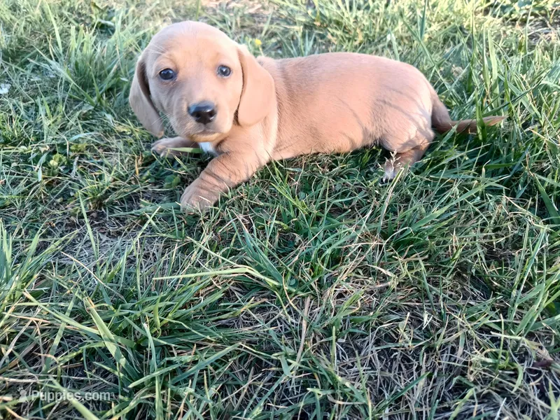 Cream girl – Miniature Dachshund puppy for sale in Mount Airy, NC