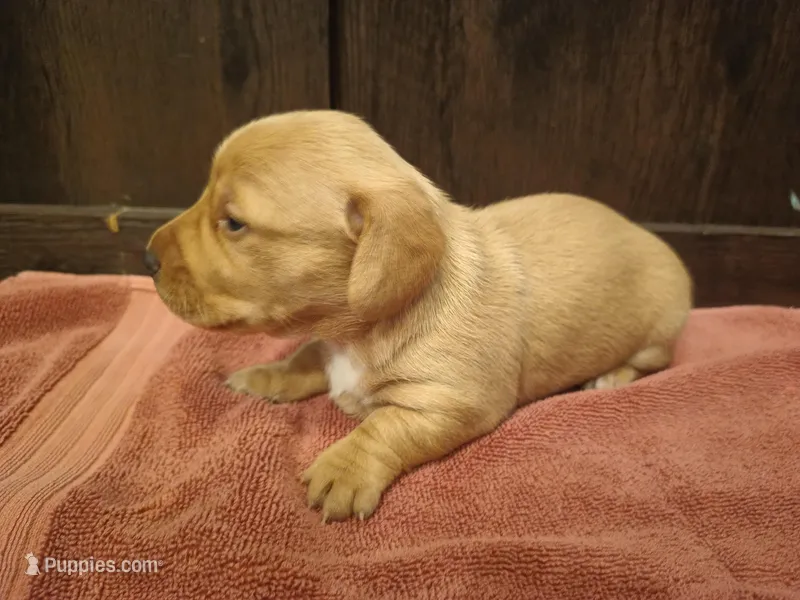 Cream girl – Miniature Dachshund puppy for sale in Mount Airy, NC