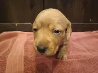 Cream girl, a female Miniature Dachshund for sale in Mount Airy, NC – Photo 3 of 3