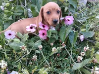 Lacy, a female Miniature Dachshund for sale in Mount Airy, NC – Photo 5 of 5