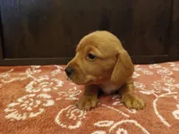 Short hair girl, a female Miniature Dachshund for sale in Mount Airy, NC – Photo 7 of 10