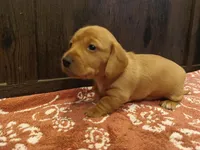 Short hair girl, a female Miniature Dachshund for sale in Mount Airy, NC – Photo 8 of 10