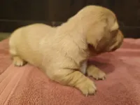 Short hair girl, a female Miniature Dachshund for sale in Mount Airy, NC – Photo 9 of 10