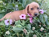 Lacy, a female Miniature Dachshund for sale in Mount Airy, NC – Photo 4 of 5