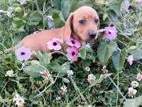 Lacy, a female Miniature Dachshund for sale in Mount Airy, NC – Photo 1 of 5