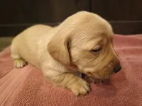 Cream girl, a female Miniature Dachshund for sale in Mount Airy, NC – Photo 2 of 3