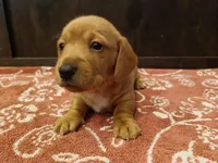 Short hair girl, a female Miniature Dachshund for sale in Mount Airy, NC – Photo 3 of 10