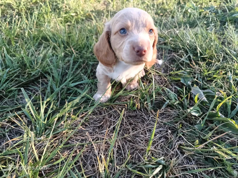 Cream boy – Miniature Dachshund puppy for sale in Mount Airy, NC