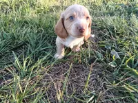 Waylon , a male Miniature Dachshund for sale in Mount Airy, NC – Photo 3 of 7