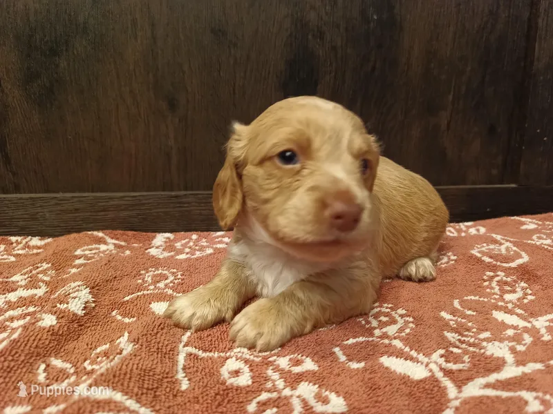 Cream boy – Miniature Dachshund puppy for sale in Mount Airy, NC