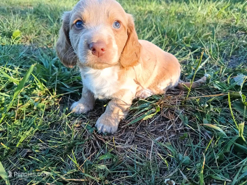 Cream boy – Miniature Dachshund puppy for sale in Mount Airy, NC