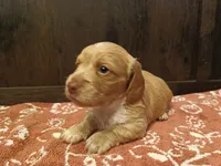 Waylon , a male Miniature Dachshund for sale in Mount Airy, NC – Photo 6 of 7