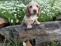 Waylon , a male Miniature Dachshund for sale in Mount Airy, NC – Photo 2 of 7