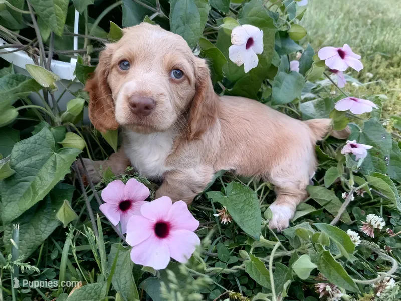 Waylon  – Miniature Dachshund puppy for sale in Mount Airy, NC