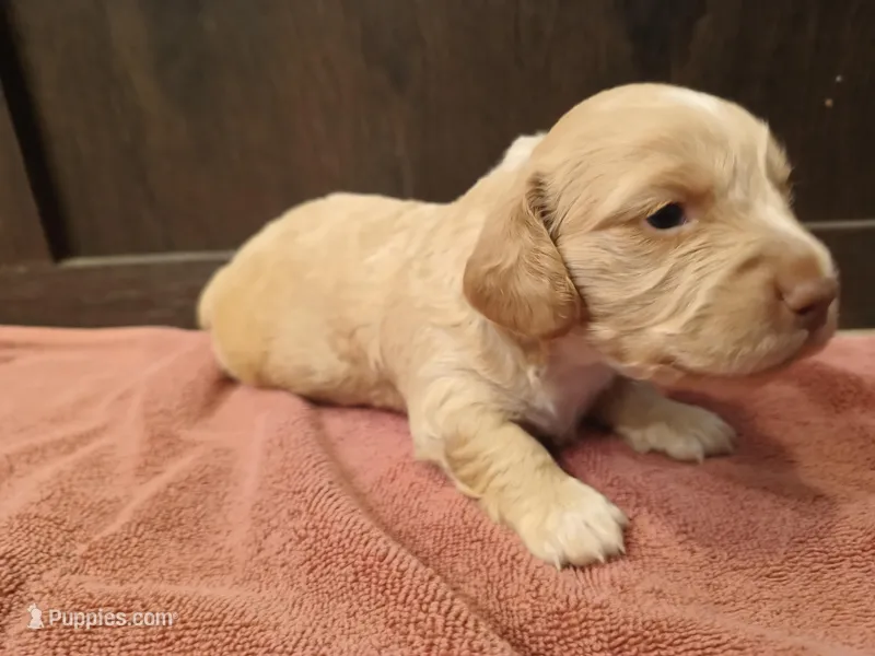 Cream boy – Miniature Dachshund puppy for sale in Mount Airy, NC