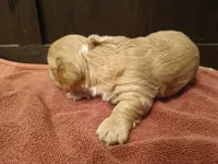 Cream boy, a male Miniature Dachshund for sale in Mount Airy, NC – Photo 2 of 3