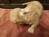 Cream boy, a male Miniature Dachshund for sale in Mount Airy, NC – Photo 3 of 3